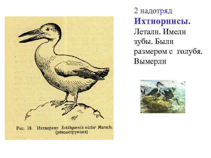 2 надотряд Ихтиорнисы. Летали. Имели зубы. Были размером с голубя. Вымерли 