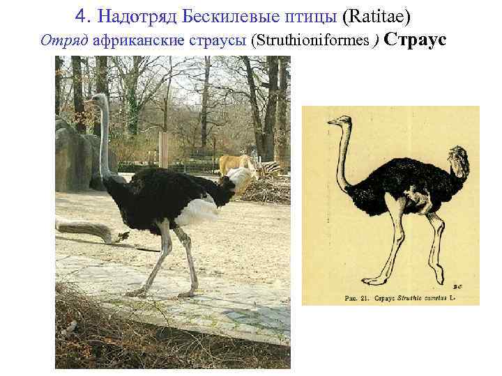 4. Надотряд Бескилевые птицы (Ratitae) Отряд африканские страусы (Struthioniformes ) Страус 