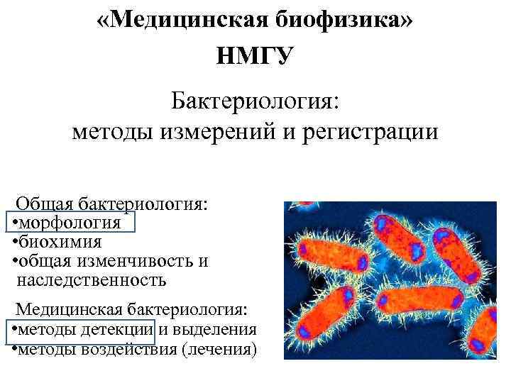  «Медицинская биофизика» НМГУ Бактериология: методы измерений и регистрации Общая бактериология: • морфология •