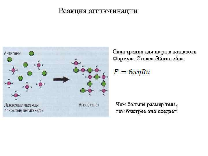 Реакция агглютинации Сила трения для шара в жидкости Формула Стокса-Эйнштейна: Чем больше размер тела,