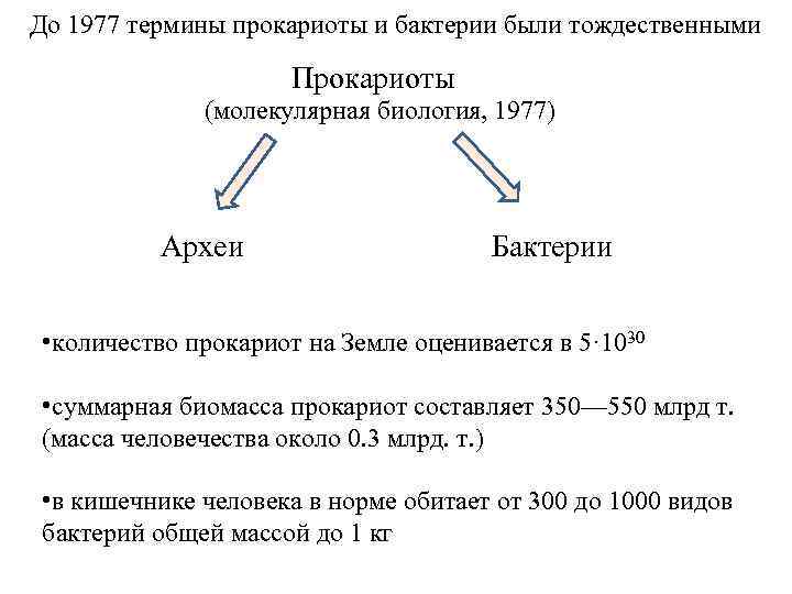 До 1977 термины прокариоты и бактерии были тождественными Прокариоты (молекулярная биология, 1977) Археи Бактерии