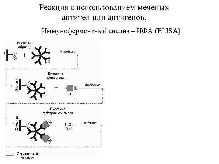 Реакция с использованием меченых антител или антигенов. Иммуноферментный анализ – ИФА (ELISA) 