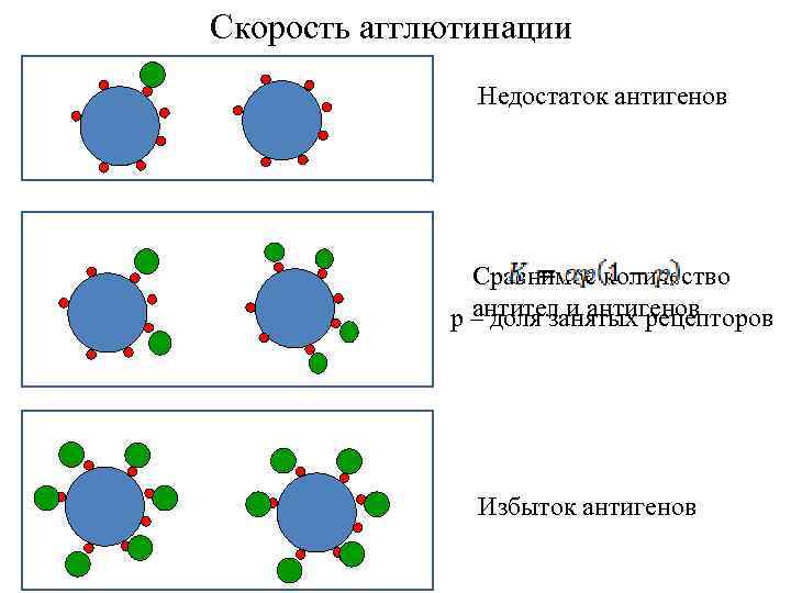 Скорость агглютинации Недостаток антигенов Сравнимое количество антител и антигенов p – доля занятых рецепторов