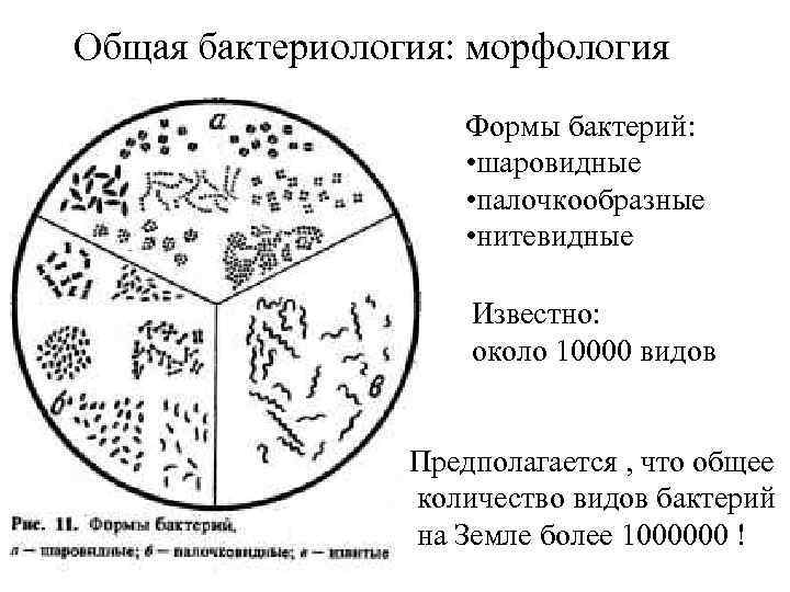 Общая бактериология: морфология Формы бактерий: • шаровидные • палочкообразные • нитевидные Известно: около 10000