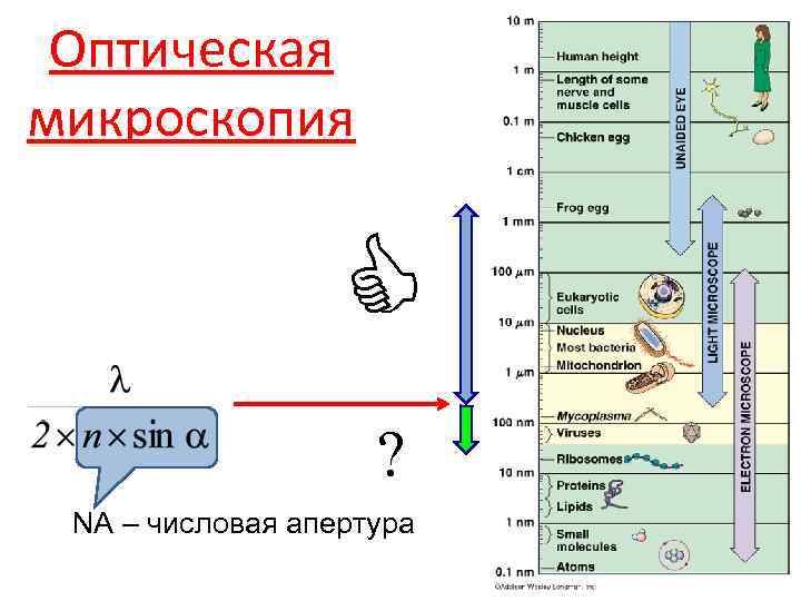 Оптическая микроскопия NA – числовая апертура 