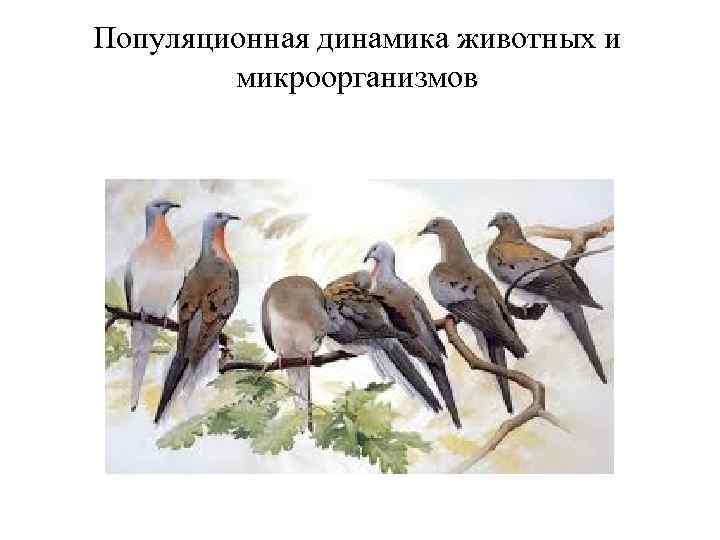Популяционная динамика животных и микроорганизмов 