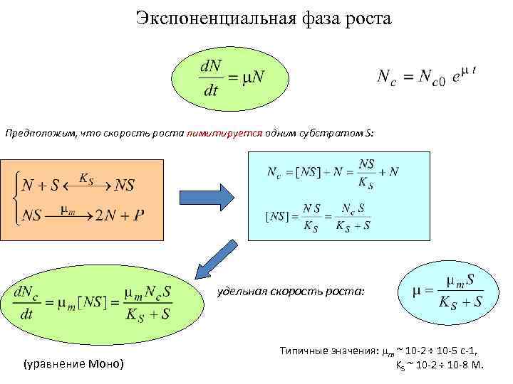Экспоненциальная фаза роста Предположим, что скорость роста лимитируется одним субстратом S: удельная скорость роста: