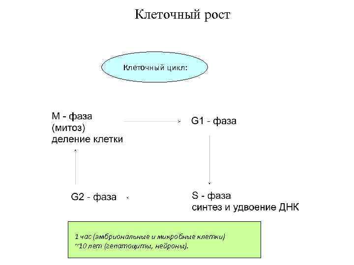 Стадия роста клетки. Рост клетки в какой фазе.