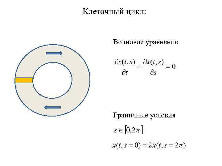Клеточный цикл: Волновое уравнение Граничные условия 