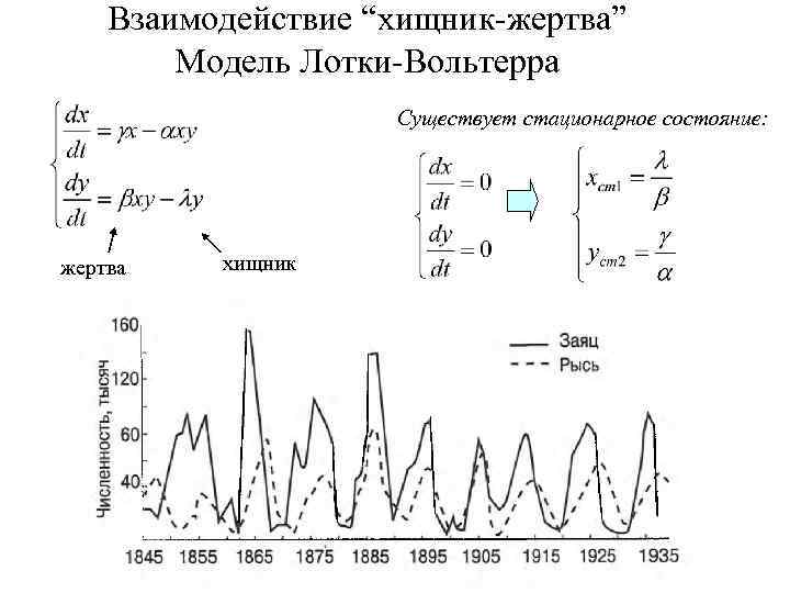 Взаимодействие “хищник-жертва” Модель Лотки-Вольтерра Существует стационарное состояние: жертва хищник 