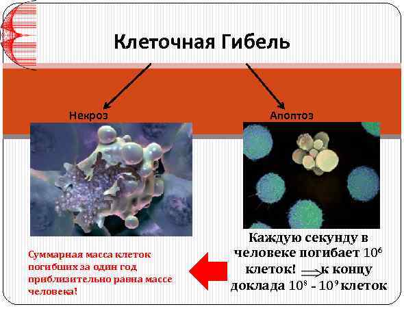 Клеточная Гибель Некроз Суммарная масса клеток погибших за один год приблизительно равна массе человека!