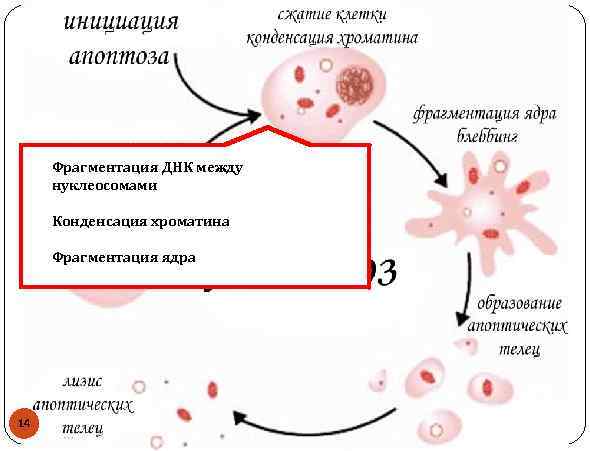 Фрагментация днк. Фрагментация ядра. Конденсация ядерного хроматина. Механическая фрагментация ядра этапы. Наибольшая конденсация хроматина.