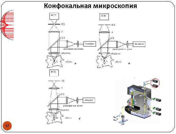 Конфокальная микроскопия 17 