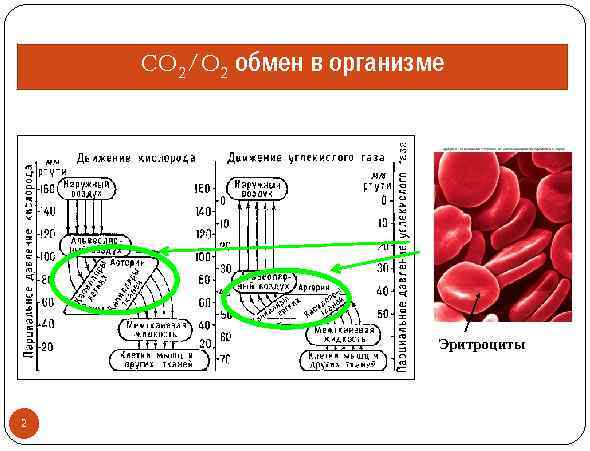 CO 2/O 2 обмен в организме Эритроциты 2 