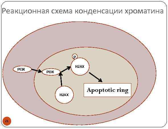 Реакционная схема конденсации хроматина p PI 3 K H 2 AX 21 Apoptotic ring