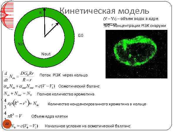 Кинетическая модель R (V – V 1) – объем воды в ядре клетке G