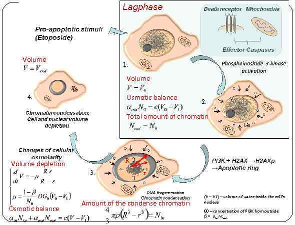 Volume 1. Volume Osmotic balance 4. 2. Total amount of chromatin G 0 R