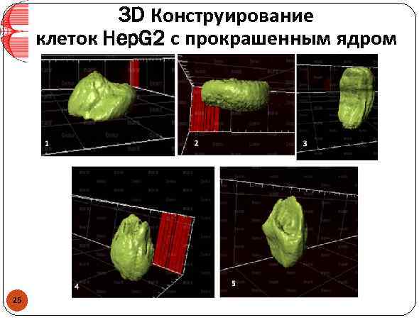 3 D Конструирование клеток Hep. G 2 с прокрашенным ядром 25 