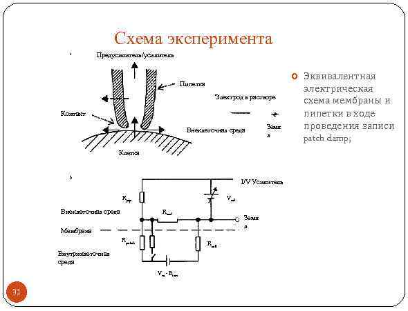 Схема эксперимента Предусилитель/усилитель Пипетка Электрод в растворе Контакт Внеклеточная среда Земл я Клетка I/V