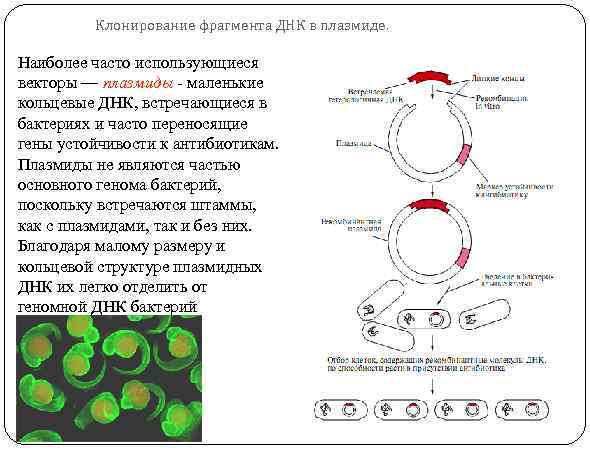 Длина фрагмента днк