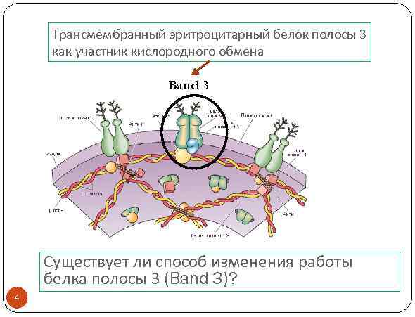 Трансмембранный эритроцитарный белок полосы 3 как участник кислородного обмена Band 3 Существует ли способ