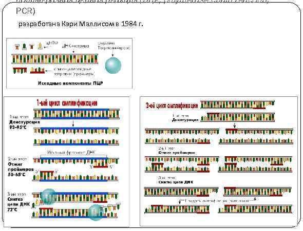 полимеразная цепная реакция (ПЦР, polymerase chain reaction, PCR) разработана Кэри Маллисом в 1984 г.