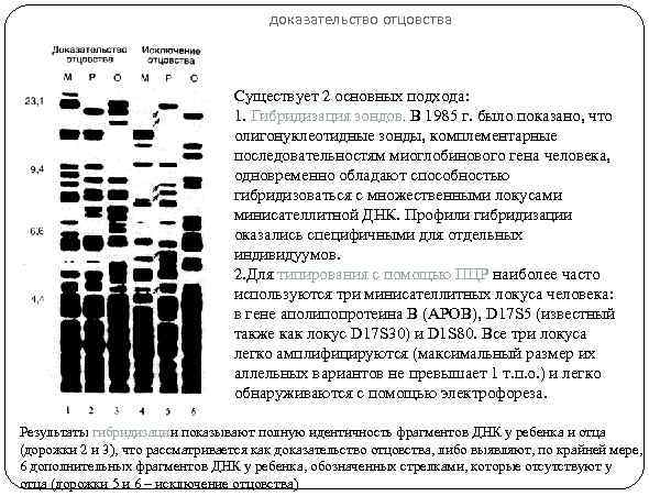 доказательство отцовства Существует 2 основных подхода: 1. Гибридизация зондов. В 1985 г. было показано,