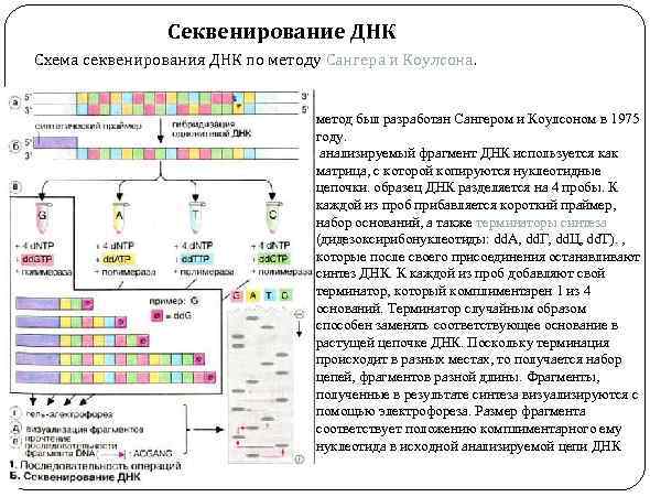 Секвенирование ДНК Схема секвенирования ДНК по методу Сангера и Коулсона. метод был разработан Сангером