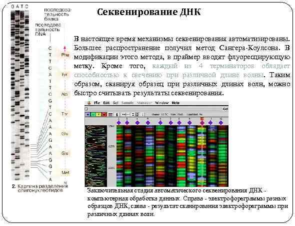 Секвенирование ДНК В настоящее время механизмы секвенирования автоматизированы. Большее распространение получил метод Сангера-Коулсона. В