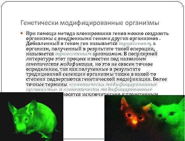 Генетически модифицированные организмы При помощи метода клонирования генов можно создавать организмы с внедренными генами