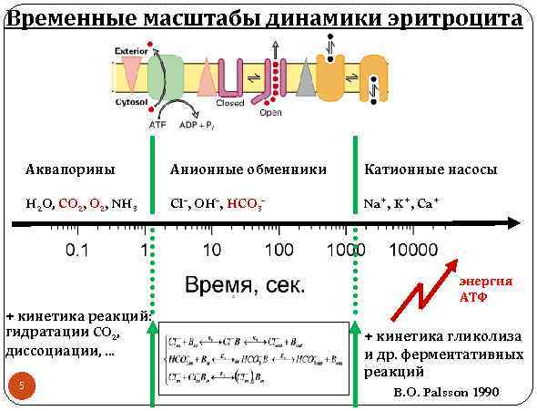 Временные масштабы динамики эритроцита Аквапорины Анионные обменники Катионные насосы H 2 O, CO 2,