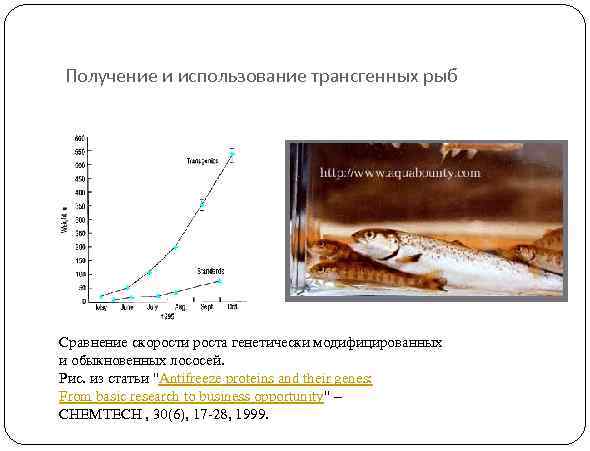 Получение и использование трансгенных рыб Сравнение скорости роста генетически модифицированных и обыкновенных лососей. Рис.