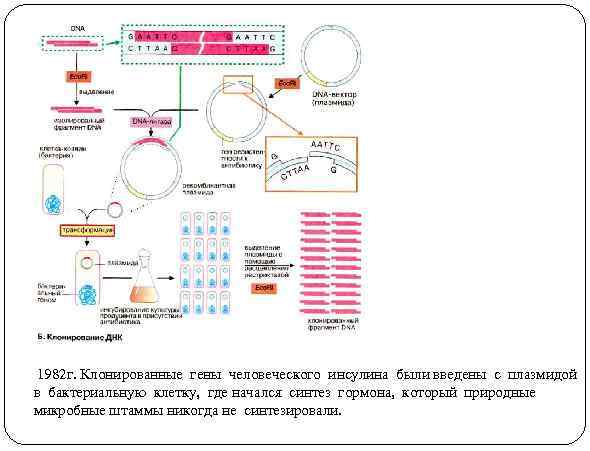 1982 г. Клонированные гены человеческого инсулина были введены с плазмидой в бактериальную клетку, где
