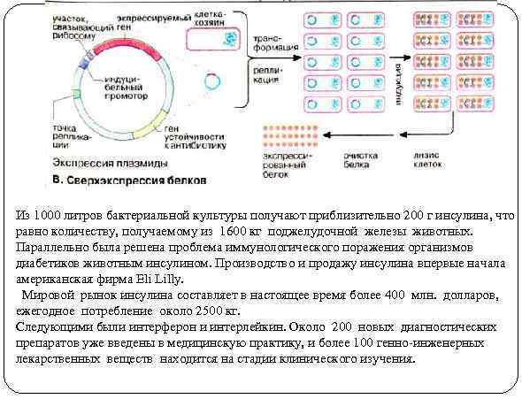 Из 1000 литров бактериальной культуры получают приблизительно 200 г инсулина, что равно количеству, получаемому