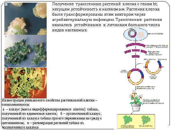 Получение трансгенных растений хлопка с геном bt, несущим устойчивость к насекомым. Растения хлопка были