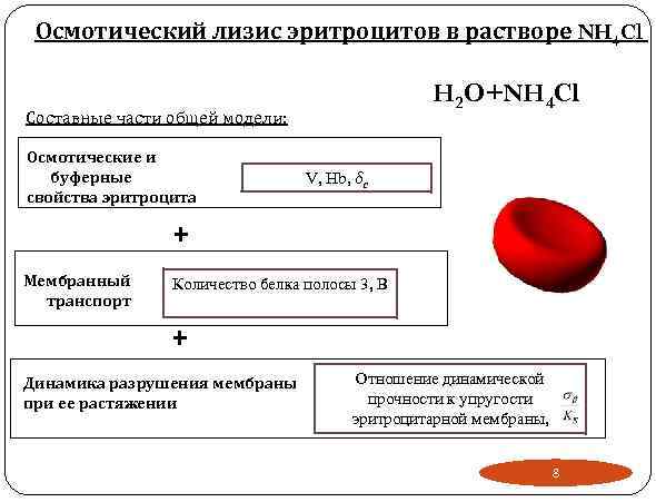 Осмотический лизис эритроцитов в растворе NH 4 Cl H 2 O+NH 4 Cl Составные