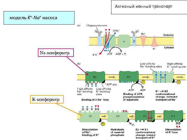 Активный ионный транспорт модель K+-Na+ насоса Na-конформер К-конформер 