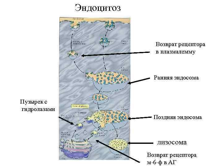 Эндоцитоз Возврат рецептора в плазмалемму Ранняя эндосома Пузырек с гидролазами Поздняя эндосома лизосома Возврат
