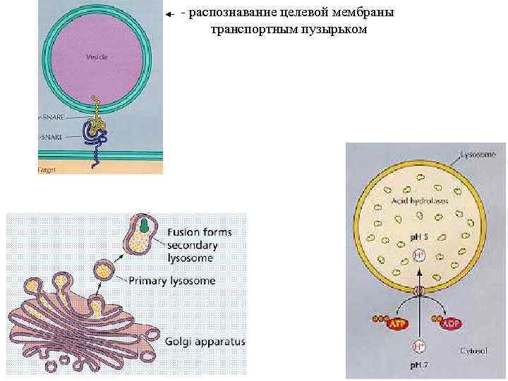 - распознавание целевой мембраны транспортным пузырьком 