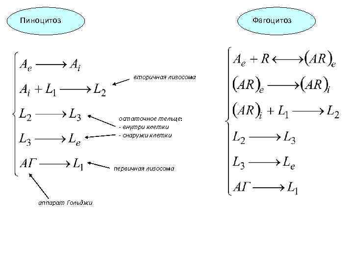 Пиноцитоз Фагоцитоз вторичная лизосома остаточное тельце: - внутри клетки - снаружи клетки первичная лизосома