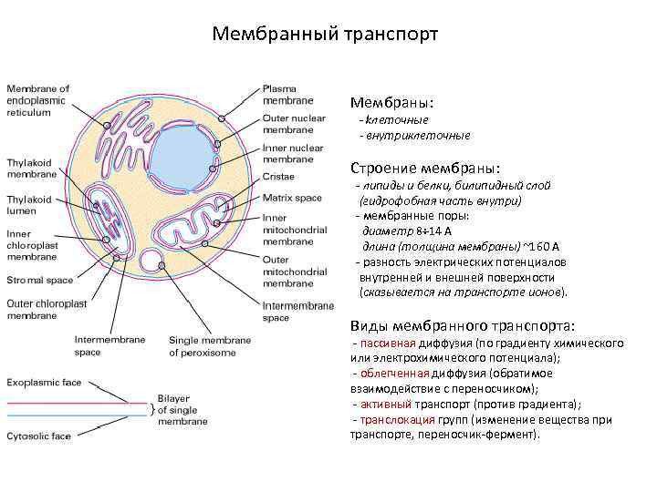 Мембранный транспорт Мембраны: - kлеточные - внутриклеточные Строение мембраны: - липиды и белки, билипидный