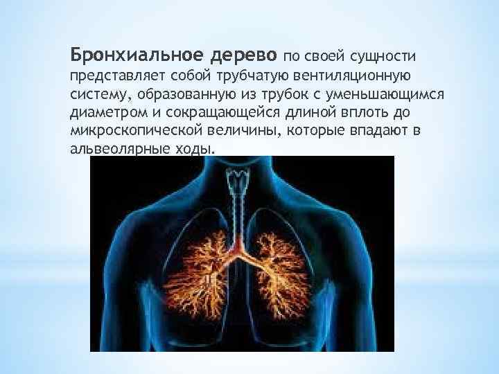 Бронхиальное дерево по своей сущности представляет собой трубчатую вентиляционную систему, образованную из трубок с