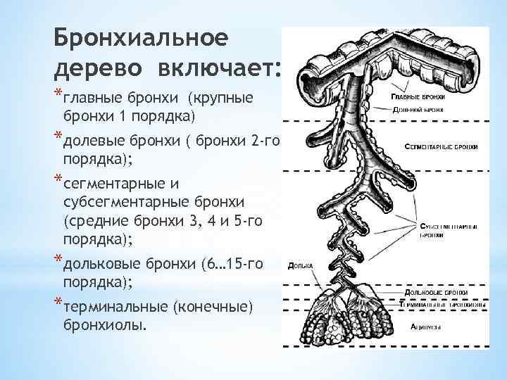 Схема бронхиального дерева