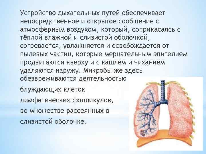 Устройство дыхательных путей обеспечивает непосредственное и открытое сообщение с атмосферным воздухом, который, соприкасаясь с