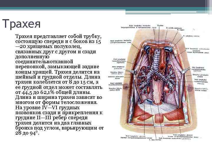 Трахея представляет собой трубку, состоящую спереди и с боков из 15 — 20 хрящевых