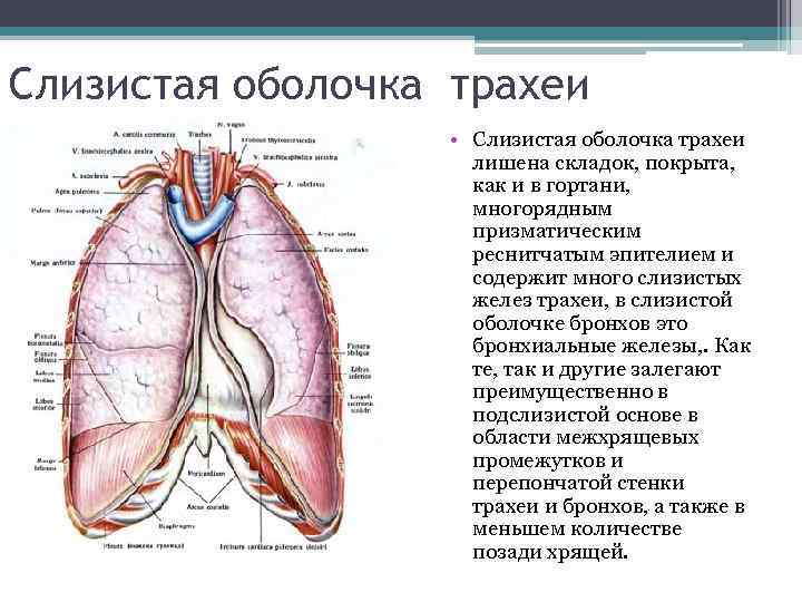 Слизистая оболочка трахеи • Слизистая оболочка трахеи лишена складок, покрыта, как и в гортани,