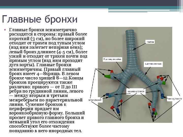 Главные бронхи