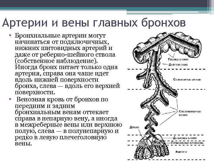 Артерии и вены главных бронхов • Бронхиальные артерии могут начинаться от подключичных, нижних шитовидных