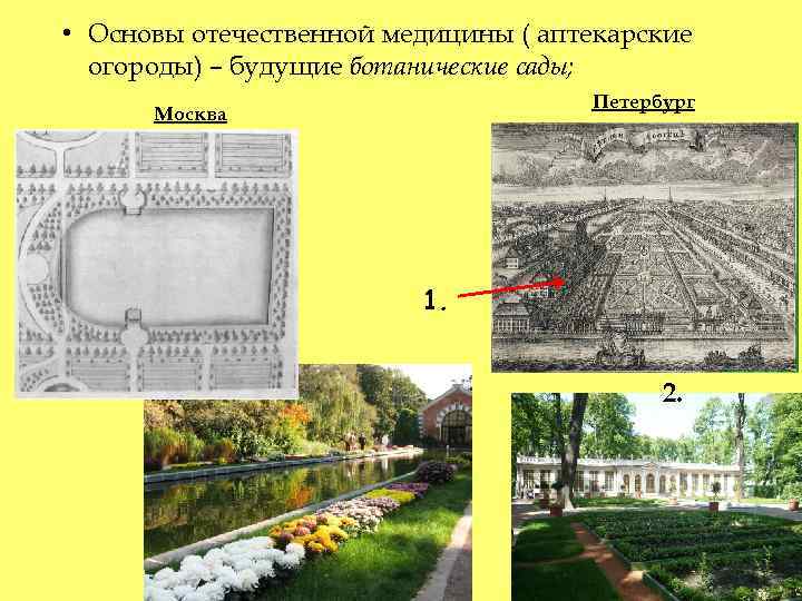  • Основы отечественной медицины ( аптекарские огороды) – будущие ботанические сады; Петербург Москва