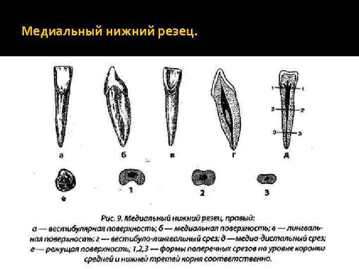 Нижних резцов. Нижний медиальный резец анатомия. Медиальный верхний резец правый. Медиальный резец нижней челюсти рисунок. Правый медиальный резец верхней челюсти.
